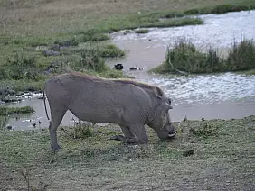 isola-di-zanzibar-epa61