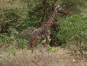 isola-di-zanzibar-k75kj