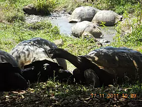 isole-galapagos-9ptuz