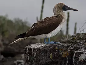 isole-galapagos-ddurp