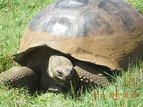 isole-galapagos-hqajv