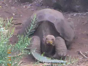 isole-galapagos-jdkey