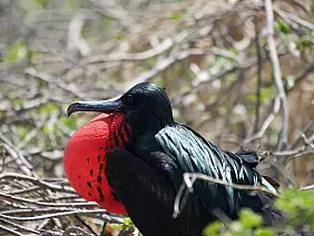 isole-galapagos-kkghr
