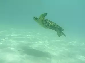 nuotando con le tartarughe