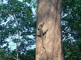 isole-perhentian-jvjm7