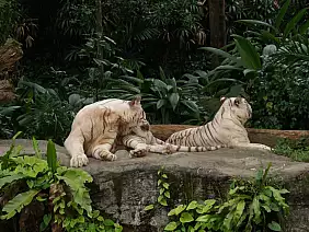 isole-perhentian-xj46g