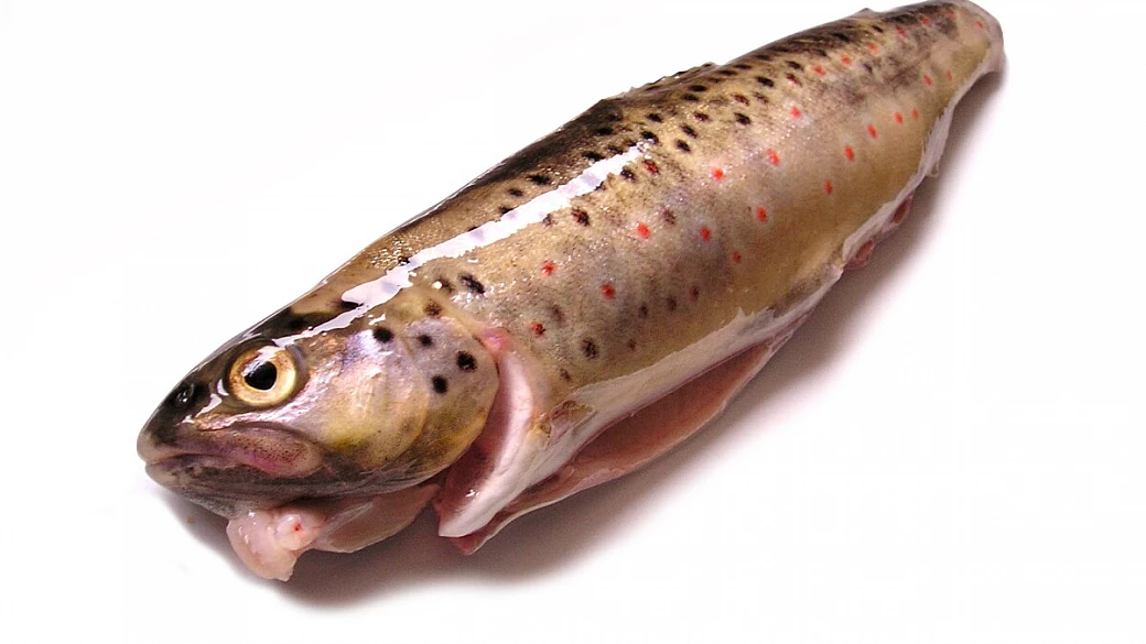 trote salmonate al sale