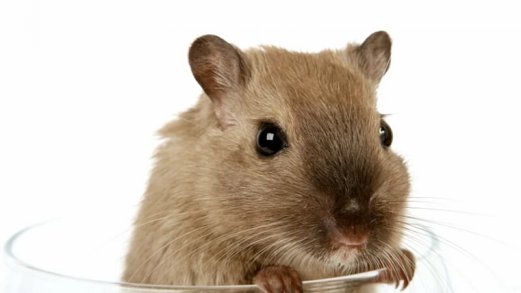 il ritorno del criceto!