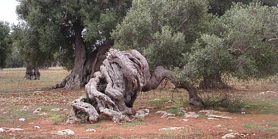 olivo a spirale