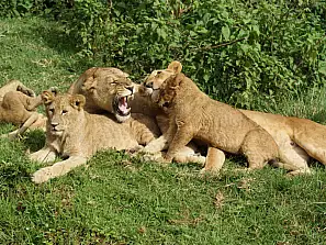tanzania - leonesse e leoncini-