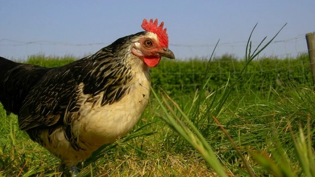 la gallina
