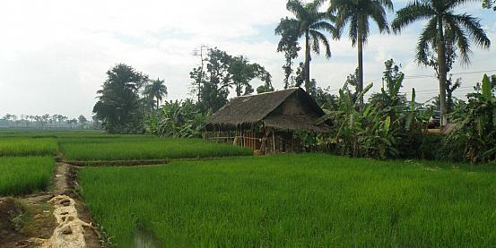 Coltivazioni di riso nella parte occidentale di Java