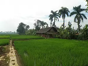 coltivazioni di riso nella parte occidentale di java