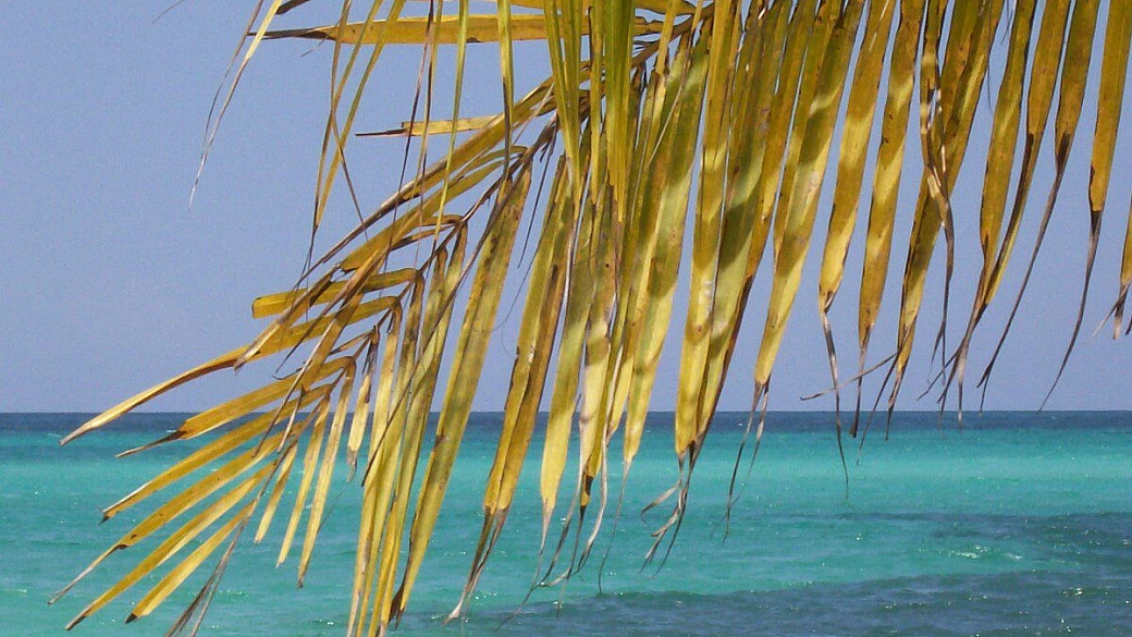 non andate al merril's