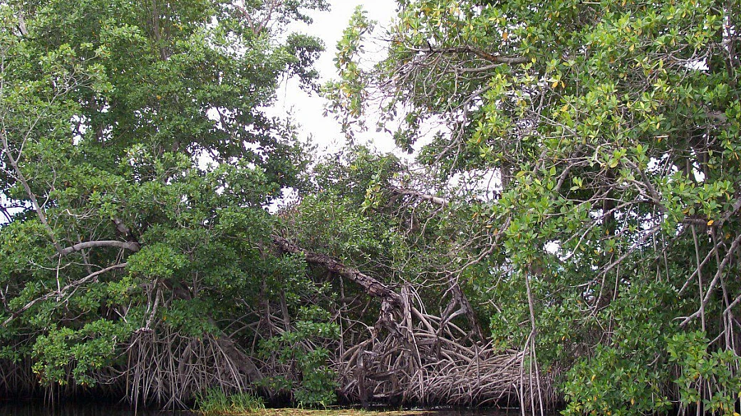 merrils beach ii – negril di capodanno 2009