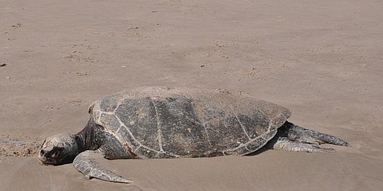 tartaruga morta sulla spiaggia