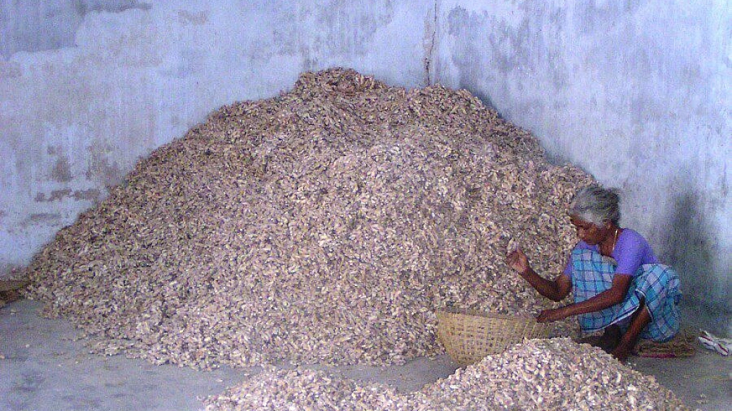 india del sud: bangalore, chennai, il goa e mumbai