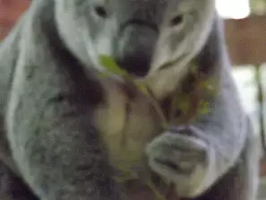 koala 11