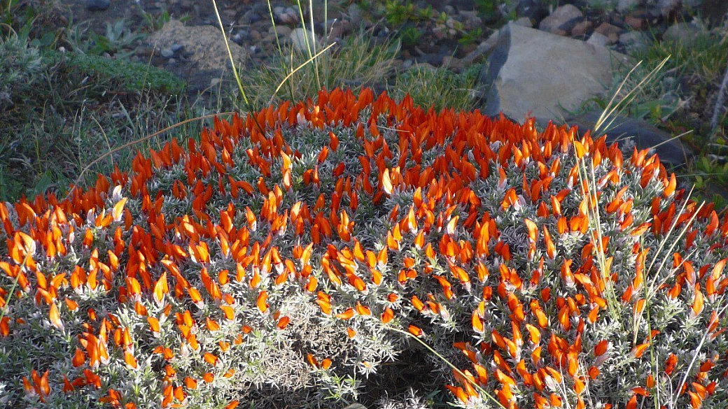 l’abc : argentina – bolivia – cile 2009