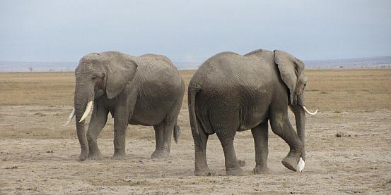 gli elefanti ballerini