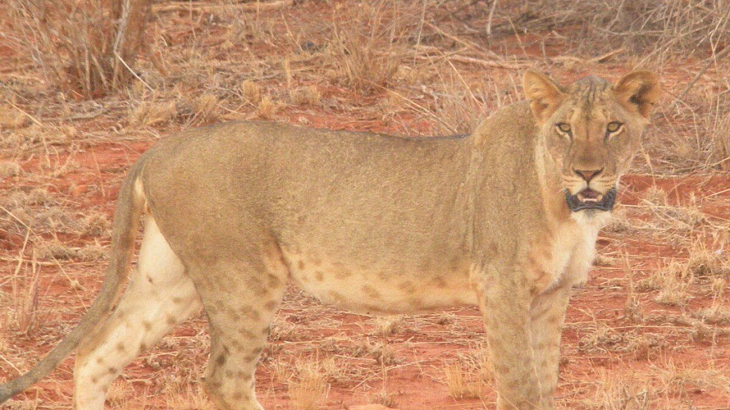 kenya: decalogo di un paradiso