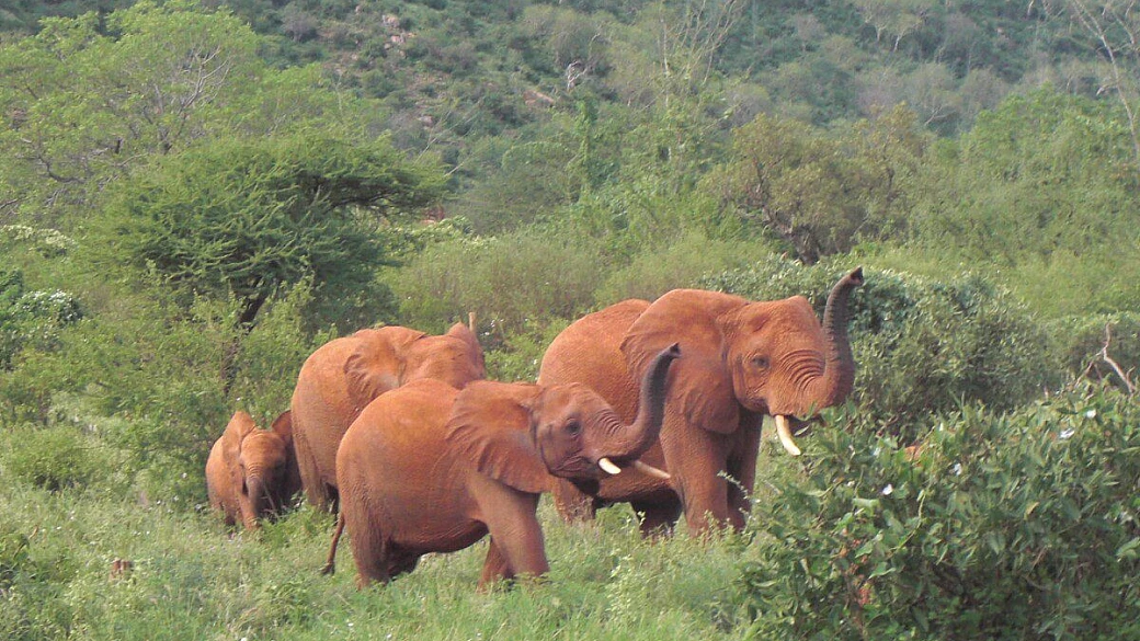 kenya fra mare e safari