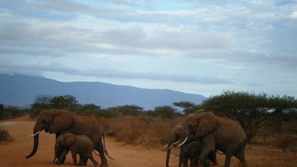 kenya di agosto 2010 : akuna matata tra safari, malindi e watamu