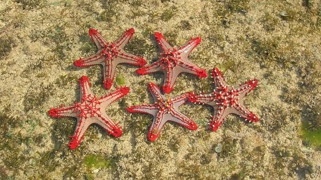 savana, watamu e malindi
