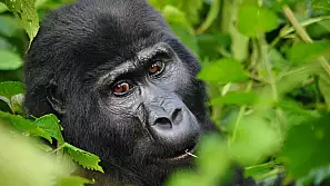 uganda, la terra dei primati... un sogno divenuto realtà