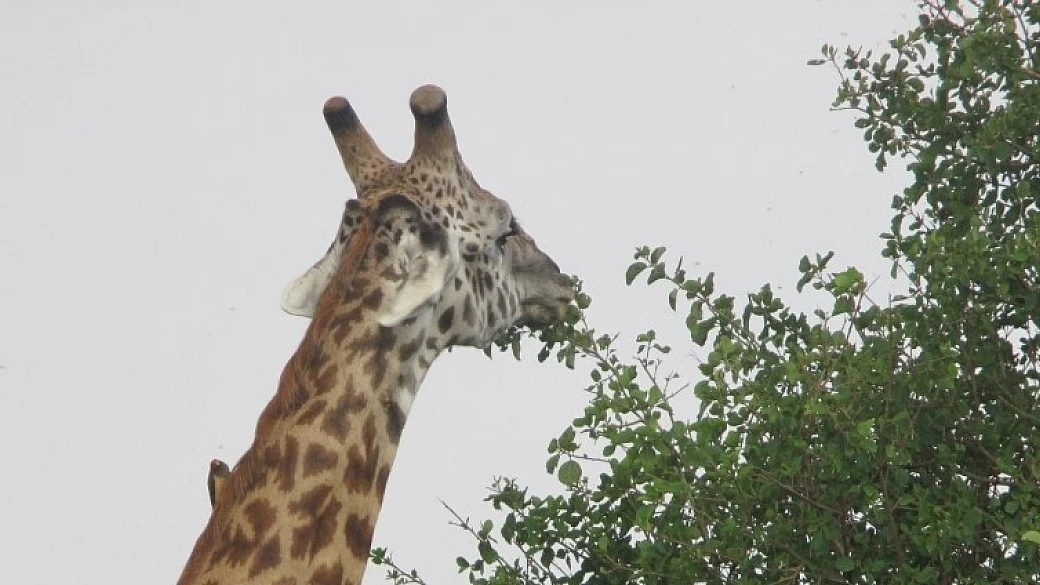 kenya: masai mara e watamu