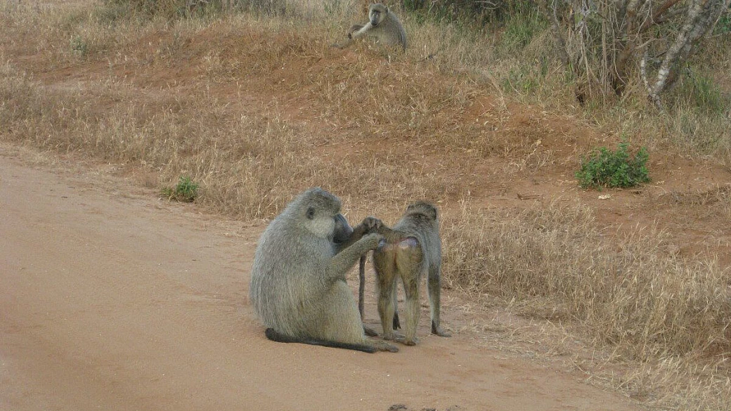 pole pole o araca araca..