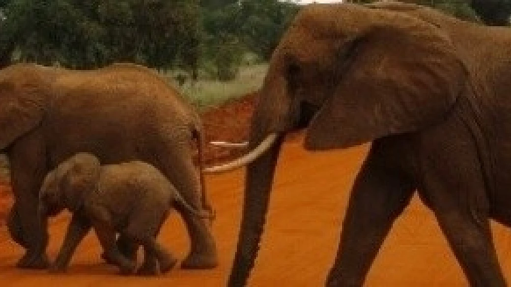 stupendo kenya... tra safari e snorkeling