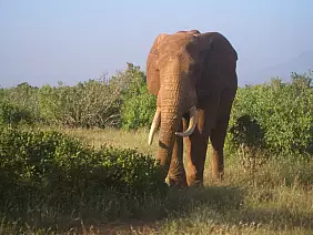 kenya-watamu-natura-mkmkk