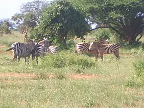 kenya-watamu-natura-xv3u5