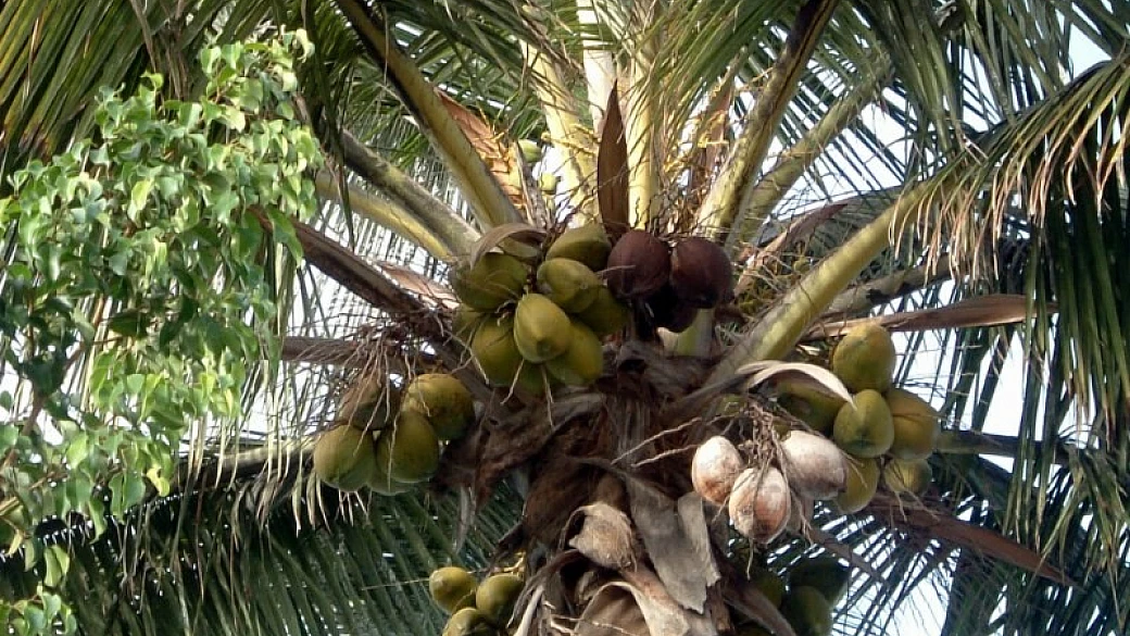 wali wa nazi di riso al cocco