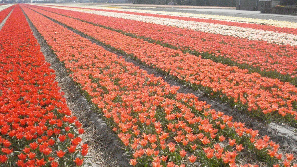la festa dei fiori e il parco più bello d'europa
