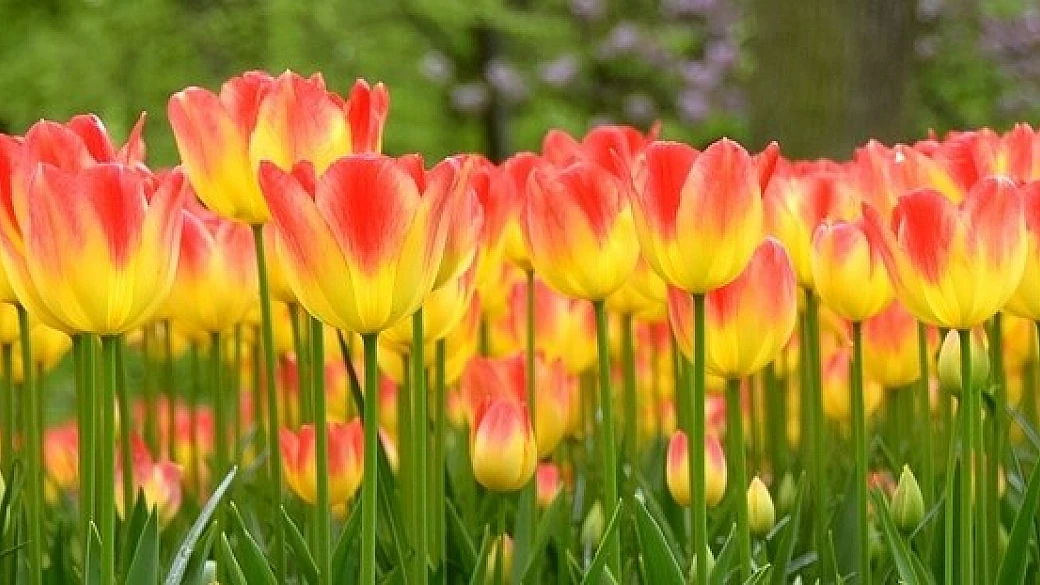 amsterdam e keukenhof nel periodo più bello dell'olanda