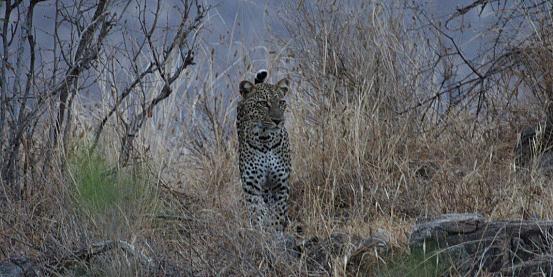leopardo a samburu