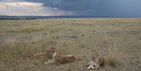 leoni del masai mara