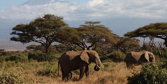 safari in kenya, esperienza meravigliosa