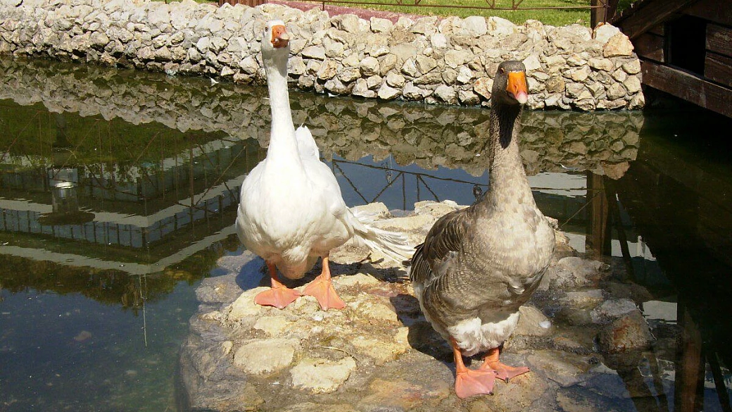 atene: il mandarino degli dei