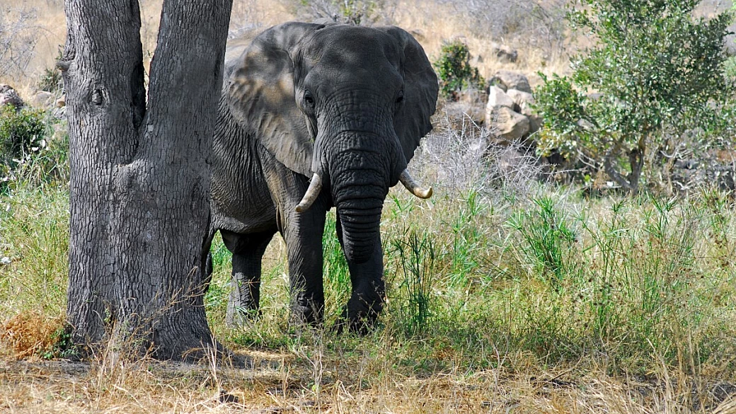 mosaico del sudafrica in 3500 chilometri di parte 1 e 2