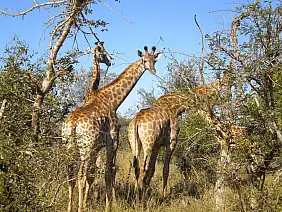 kruger-national-park-a3tws