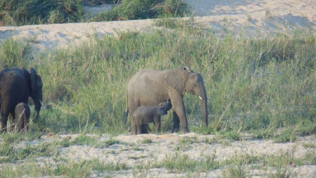 sud africa e swaziland in coppia