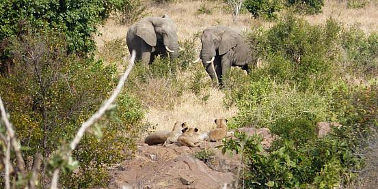 elefanti e leoni al kruger national park