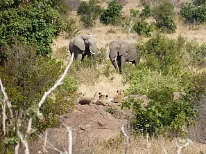 elefanti e leoni al kruger national park