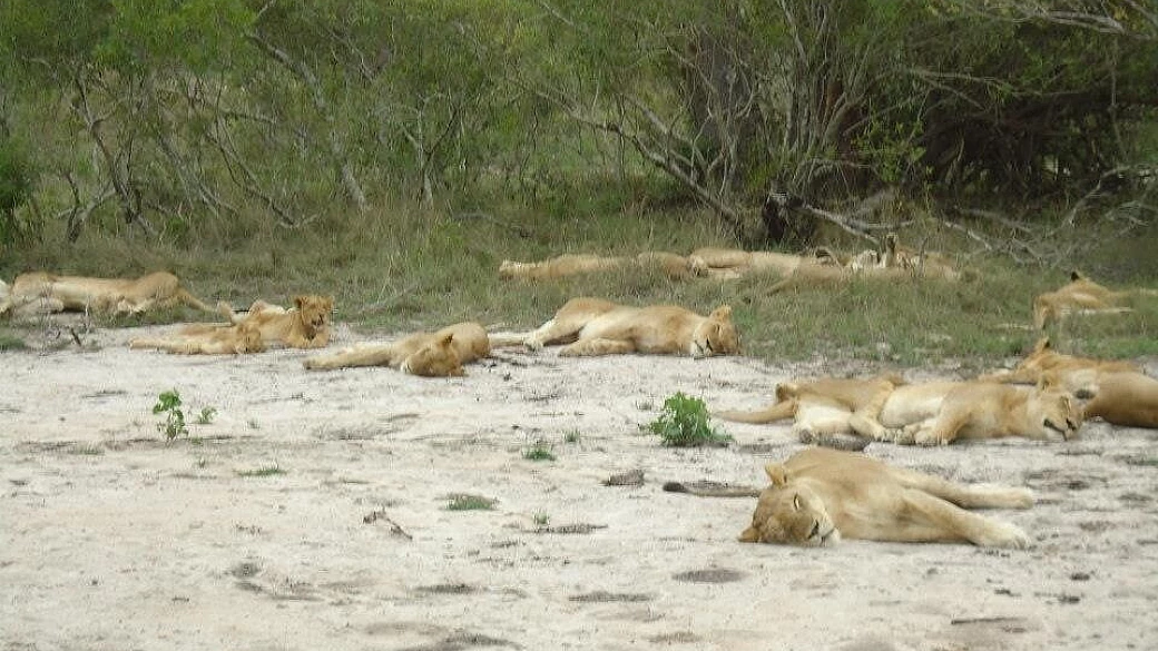 in sudafrica tra parchi e città