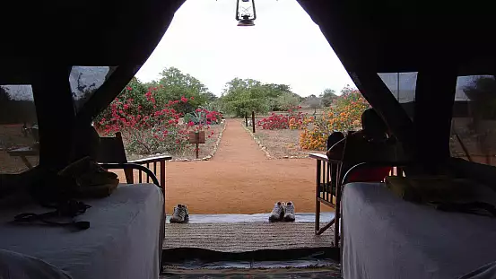 safari in kenya: un sogno che diventa realtà