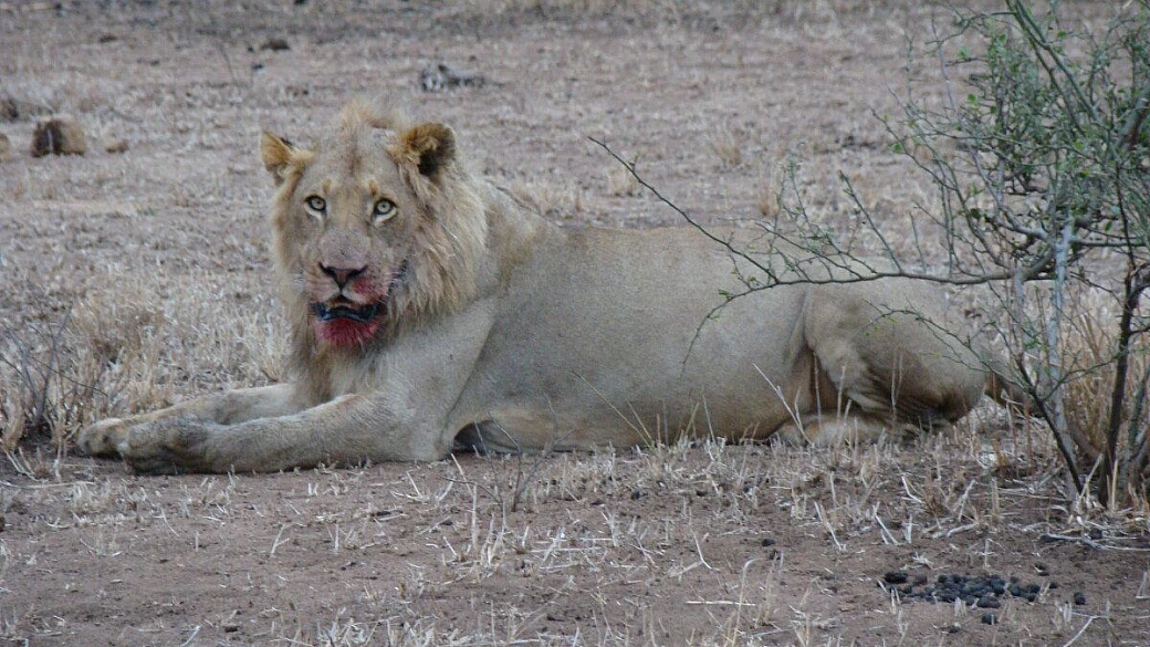 piccoli cercatori di immagini