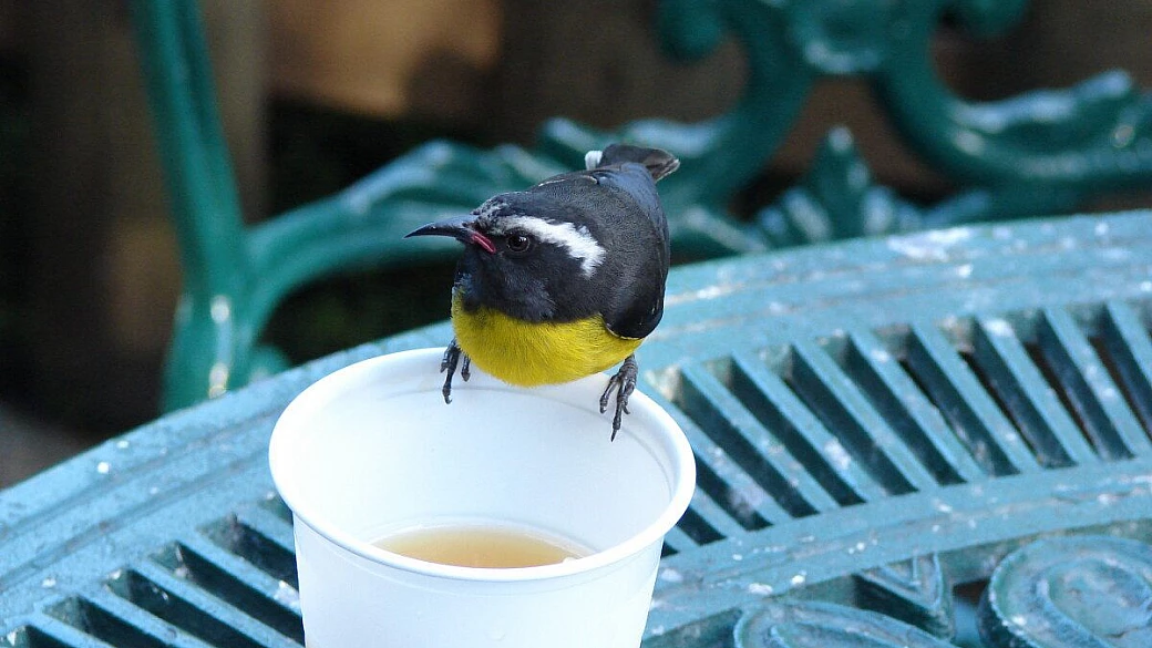 stupendo, ma con rapina